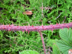 Rubus dasyphyllus