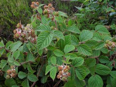 Rubus dasyphyllus