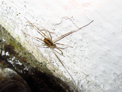 Dicranopalpus pulchellus