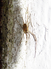 Dicranopalpus pulchellus