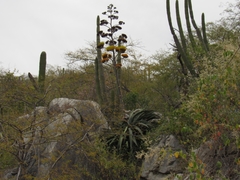 Agave aurea