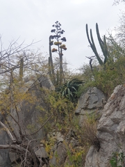 Agave aurea