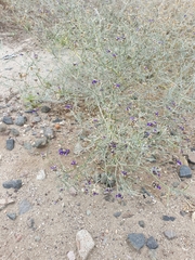 Psorothamnus emoryi arenarius