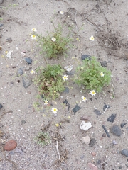 Perityle crassifolia robusta