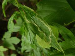 Phytomyza solidaginis