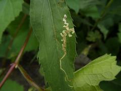Phytomyza solidaginis