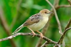 Cisticola haematocephalus