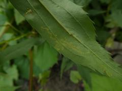 Phytomyza solidaginis