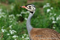 Eupodotis senegalensis