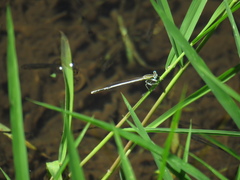 Platycnemis