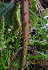Rubus scissus