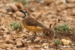 Rhodophoneus cruentus