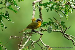 Telophorus nigrifrons