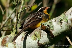 Emberiza cabanisi