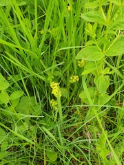 Alchemilla subcrenata