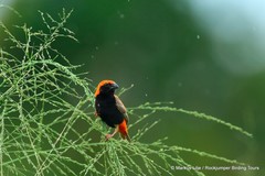 Euplectes nigroventris