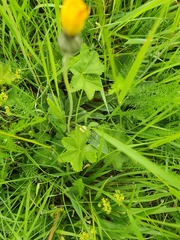 Alchemilla subcrenata
