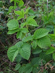 Rubus scissus