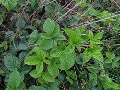 Rubus scissus