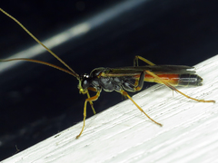 Ctenopelmatinae