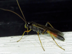 Ctenopelmatinae