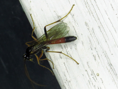 Ctenopelmatinae