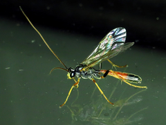 Ctenopelmatinae
