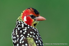 Trachyphonus erythrocephalus