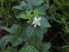 Rubus scissus