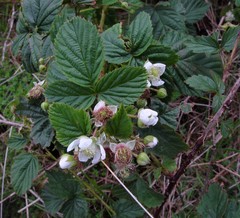Rubus scissus