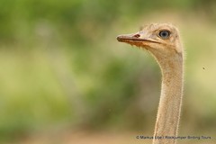 Struthio molybdophanes