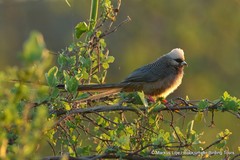 Colius leucocephalus