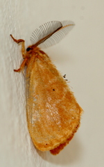 Euproctis punctifera