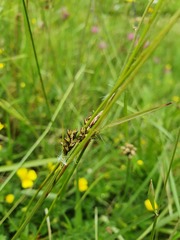Carex pilulifera