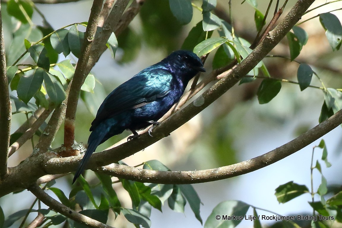 Purple-throated Cuckooshrike (Campephaga quiscalina)