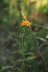 Pentanema germanicum