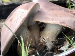 Leucopaxillus lilacinus