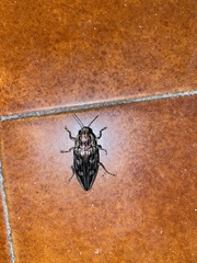 Chalcophora mariana massiliensis