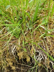 Carex pilulifera