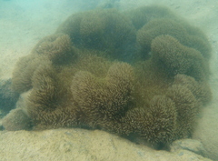 Stichodactyla