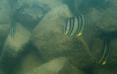 Chaetodon octofasciatus