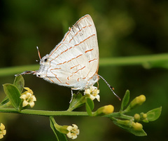 Hemiolaus caeculus caeculus