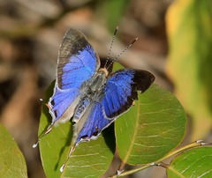 Hemiolaus caeculus caeculus