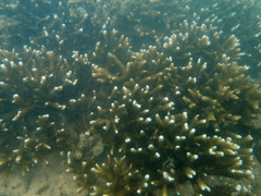 Montipora digitata