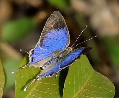 Hemiolaus caeculus caeculus