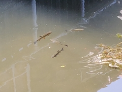 Squalius cephalus