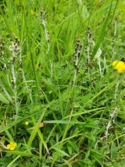 Omalotheca sylvatica