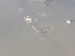 Squalius cephalus