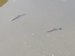 Squalius cephalus