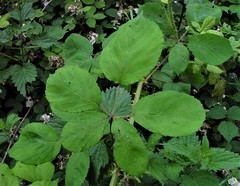Rubus cumbrensis